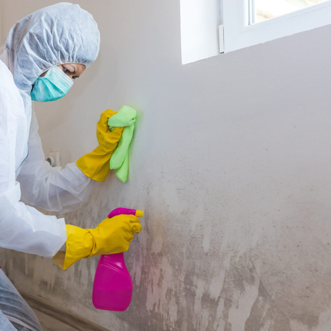Close up of a female worker of cleaning service removes mold from wall using spray bottle with mold remediation chemicals, mold removal products.